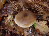 Rhodocollybia butyracea image