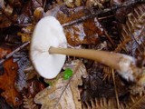 Rhodocollybia butyracea image