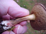 Boletus chrysenteron image