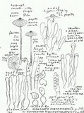 Entoloma subcapitatum image
