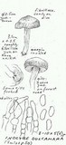 Inocybe dulcamara image