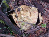 Boletus zelleri image