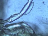 Chorioactis geaster image