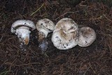 Agaricus agrinferus image