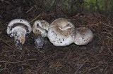 Agaricus agrinferus image