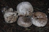 Agaricus agrinferus image