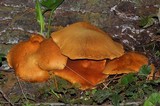 Gymnopilus ventricosus image