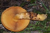 Gymnopilus ventricosus image