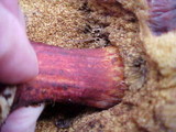 Boletus zelleri image