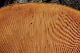 Gymnopilus ventricosus image