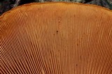 Gymnopilus ventricosus image