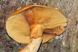 Gymnopilus ventricosus image