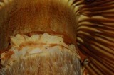 Gymnopilus ventricosus image