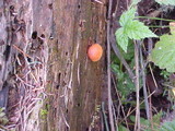 Gymnopilus bellulus image
