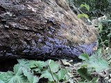 Punctularia atropurpurascens image