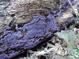 Punctularia atropurpurascens image