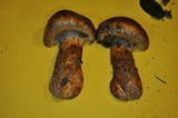 Cortinarius ponderosus image
