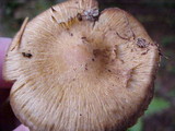 Inocybe rimosa image