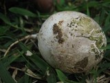 Phallus indusiatus image