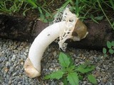 Phallus indusiatus image