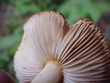 Inocybe rimosa image