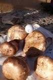 Agaricus lilaceps image