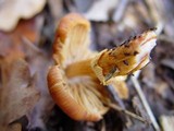 Descolea maculata image