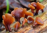 Dacryopinax elegans image