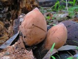 Xylaria poitei image