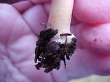 Laccaria bicolor image