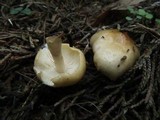 Hygrophorus laurae image