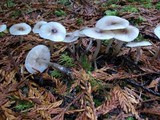 Clitocybe vibecina image