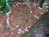 Clitocybe vibecina image