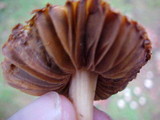 Laccaria bicolor image