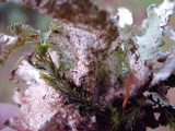 Lobaria oregana image