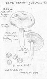 Lactarius subviscidus image