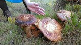 Gymnopilus ventricosus image