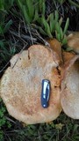 Gymnopilus ventricosus image