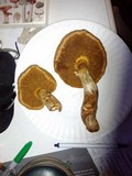 Gymnopilus ventricosus image