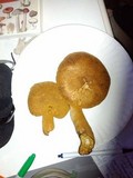 Gymnopilus ventricosus image