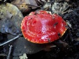 Hygrocybe punicea image