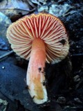 Hygrocybe punicea image