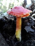 Hygrocybe punicea image