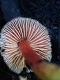 Hygrocybe punicea image