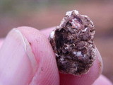 Trichaptum abietinum image