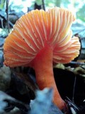 Hygrocybe punicea image
