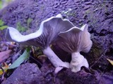 Clitocybe odora image