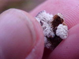 Trichaptum abietinum image