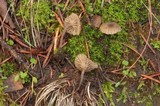 Arrhenia obscurata image