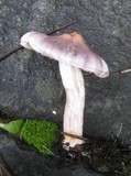 Inocybe geophylla image